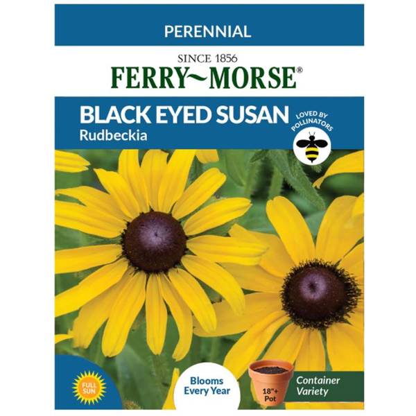 Photo of Rudbeckia Black Eyed Susan