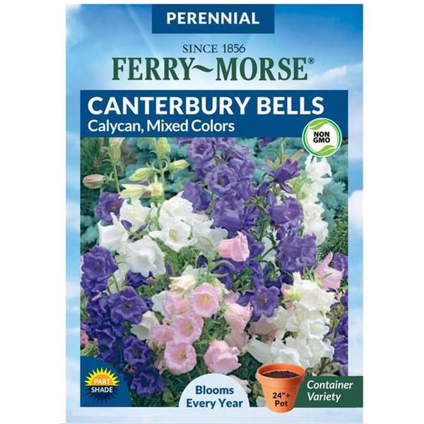 Photo of Canterbury Bells