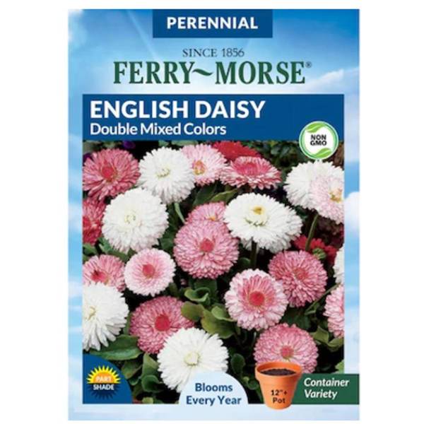Photo of Double Mixed Colors English Daisy