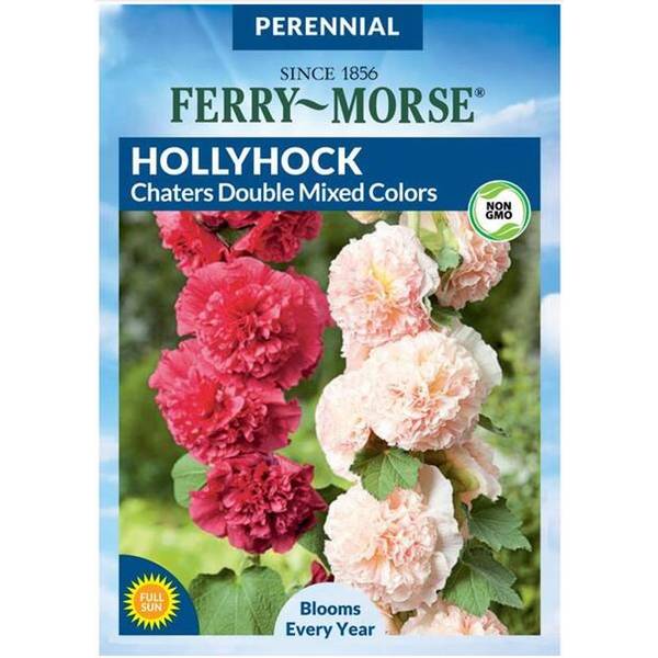 Photo of Hollyhock Chaters Double Mixed Colors