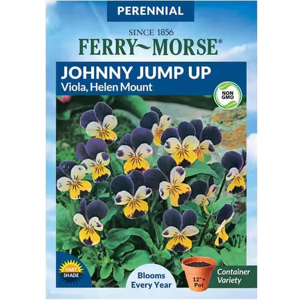 Photo of Viola Helen Mount Johnny Jump Up