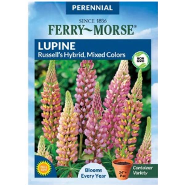 Photo of Russell's Mixed Colors Lupine