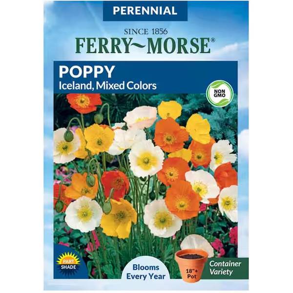 Photo of Mixed Colors Poppy Iceland