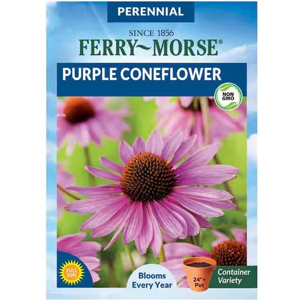 Photo of Purple Coneflower