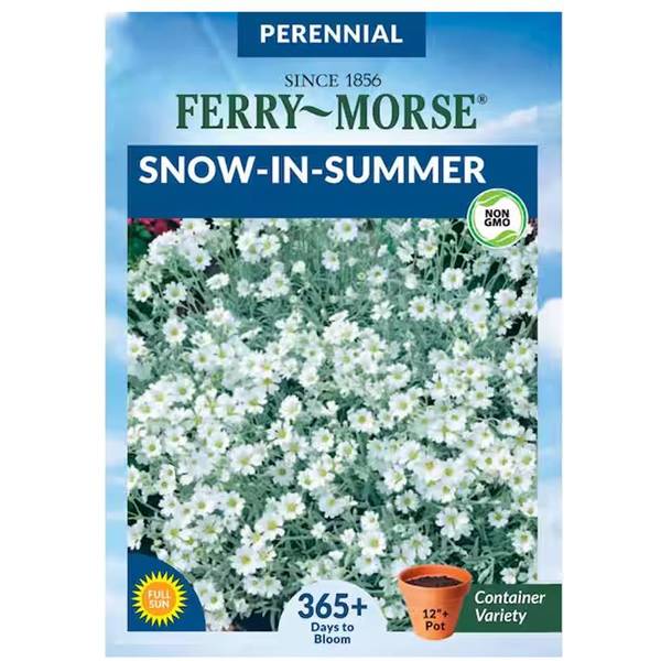 Photo of Snow-In-Summer