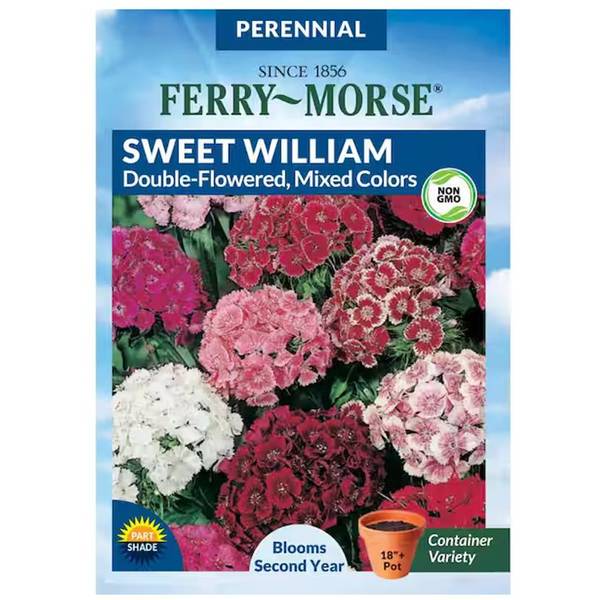 Photo of Tall Double Mixed Colors Sweet William