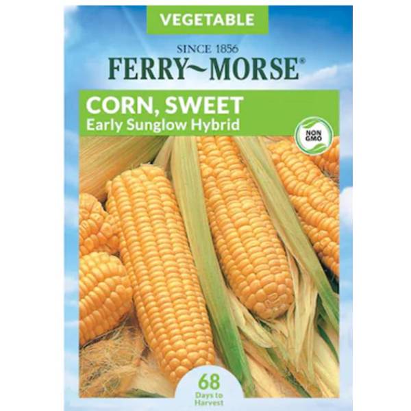 Photo of Early Sunglow Hybrid Sweet Corn