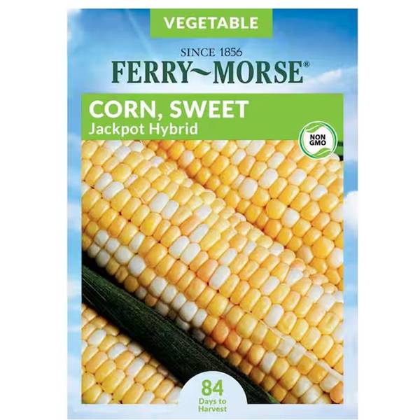 Photo of Jackpot Hybrid Sweet Corn