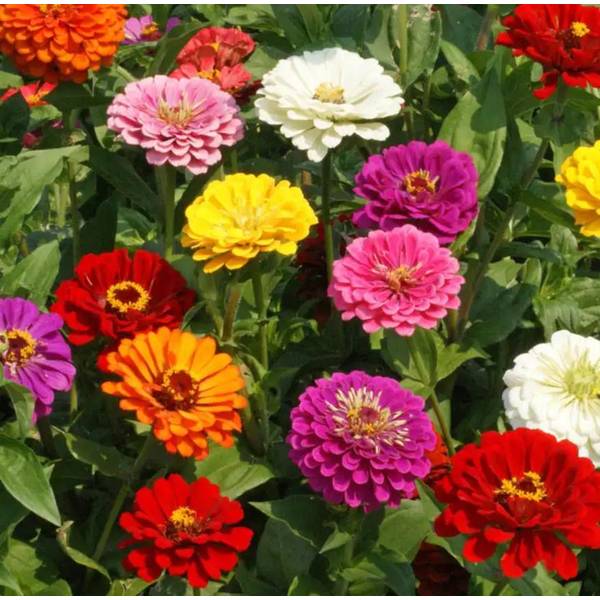 Photo of Sow Easy Zinnia California Giants