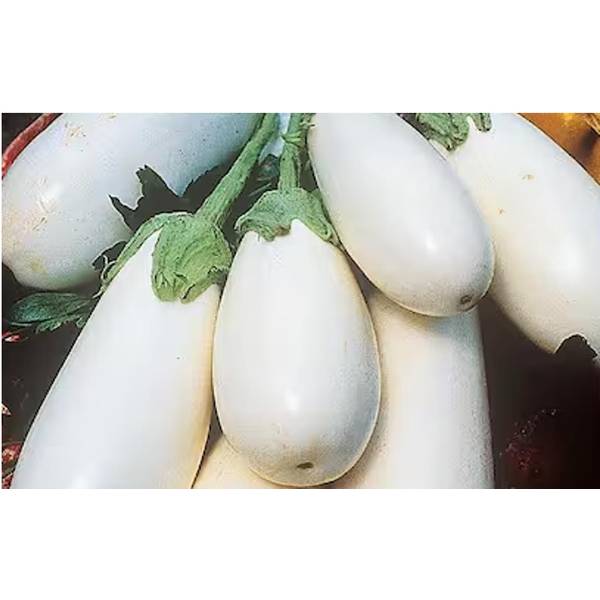 Photo of LIVINGSTON- SOW EASY - EGGPLANT - CASPER