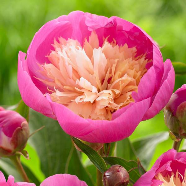 Photo of Peony Bowl of Beauty
