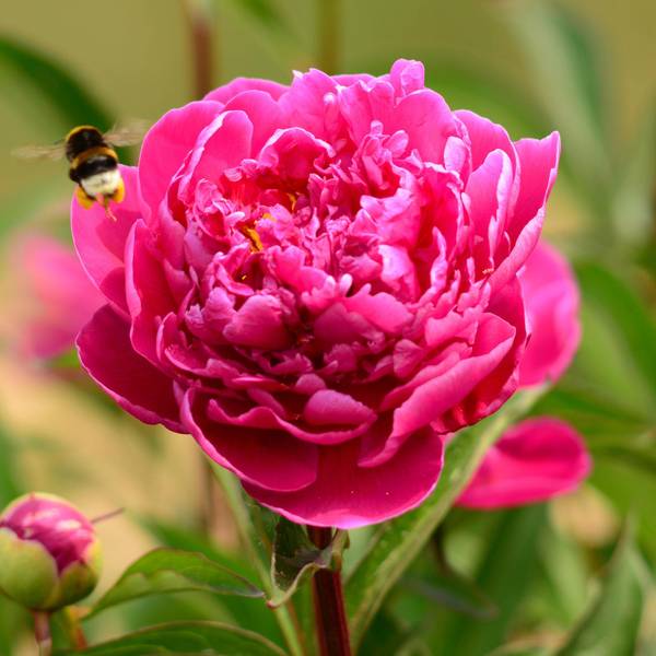 Longfield Gardens Peony Karl Rosenfield - 32200593 | Blain's Farm