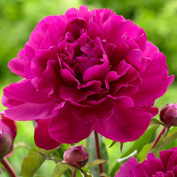 Photo of Peony Karl Rosenfield