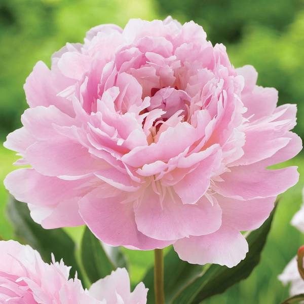 Photo of Peony Sarah Bernhardt