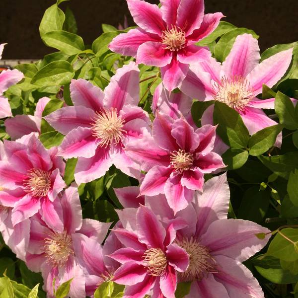 Photo of Clematis Fireworks