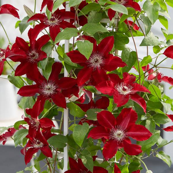 Photo of Clematis Westerplatte