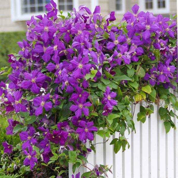 Photo of Clematis Jackmanii