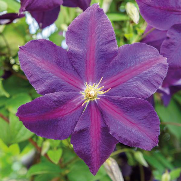 Photo of Clematis Mrs. N Thompson