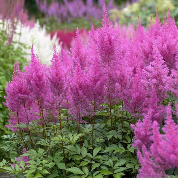 Photo of Astilbe Gloria Purpurea
