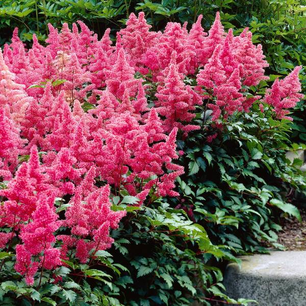 Photo of Astilbe America