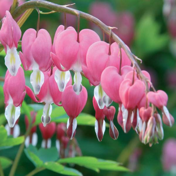 Photo of Dicentra Spectabilis