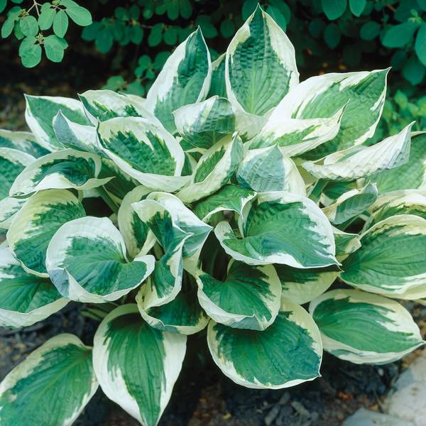 Hosta Bressingham Blue
