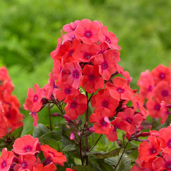 Photo of Phlox Orange Perfection