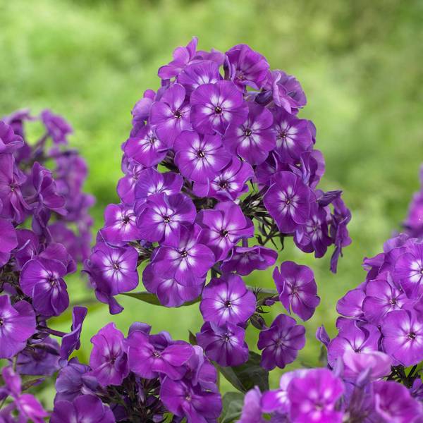 Photo of Phlox Purple Kiss