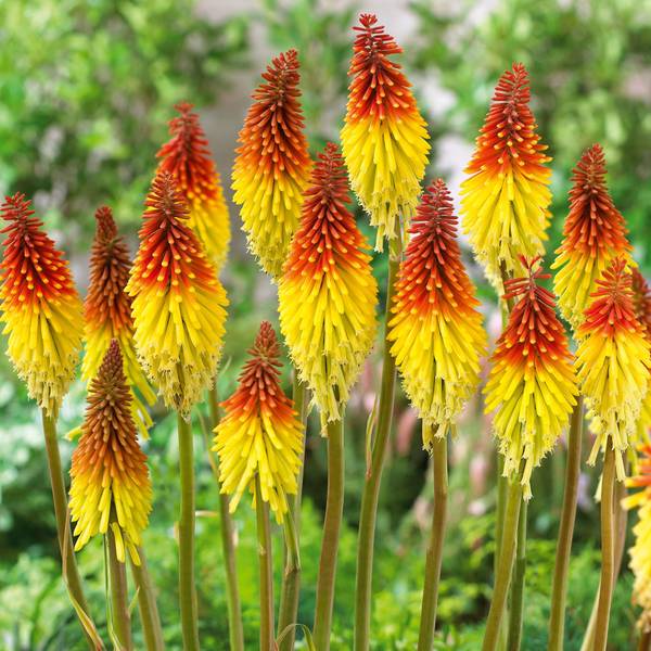 Photo of Kniphofia Flaming Torch
