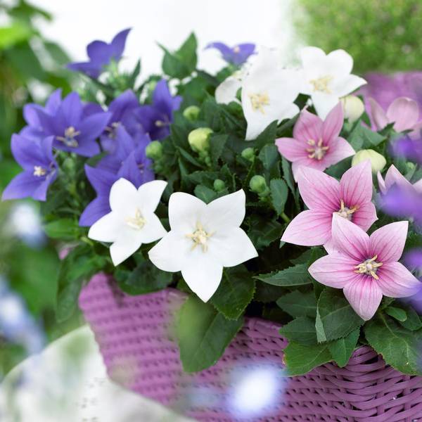 Photo of Perennials Platycodon