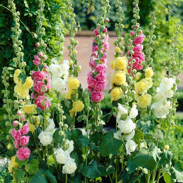Photo of Perennials Alcea Mixed
