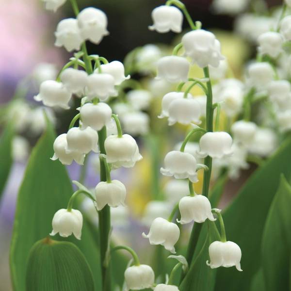Photo of Convallaria Lily of the Valley