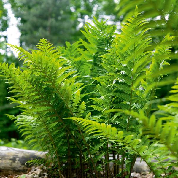 Photo of Fern Leatherwood