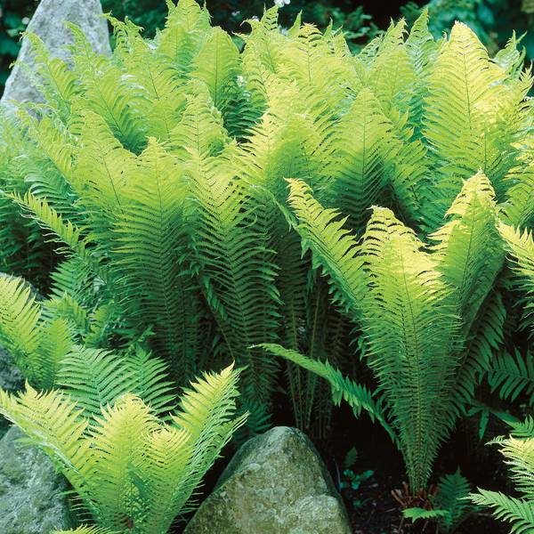 Photo of Fern Ostrich