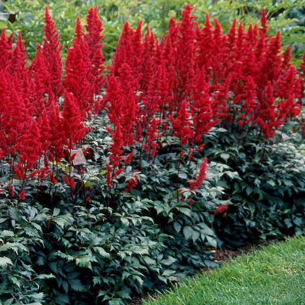 Photo of Astilbe Montgomery