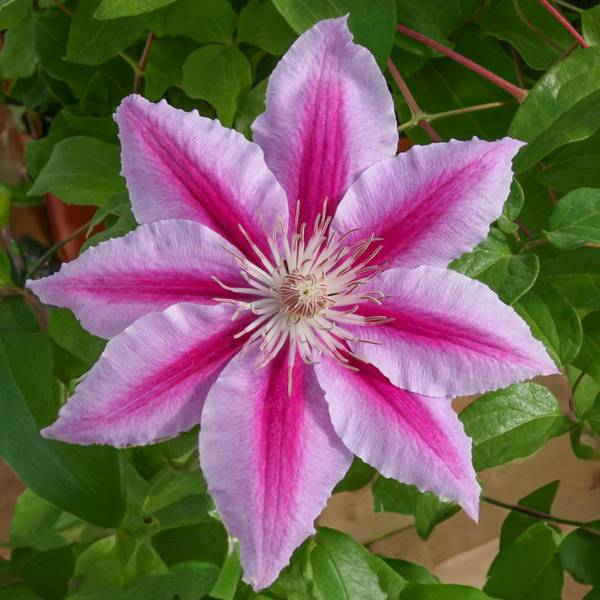Photo of Clematis Dr. Ruppel