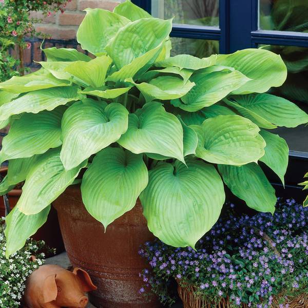 Photo of Hosta Sum & Substance