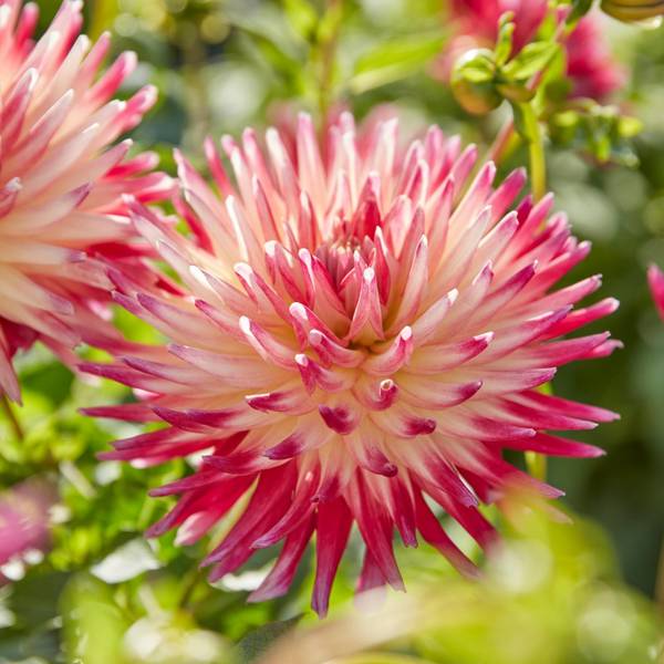 Longfield Gardens Dahlia Tahiti Sunrise - 32200621 | Blain's