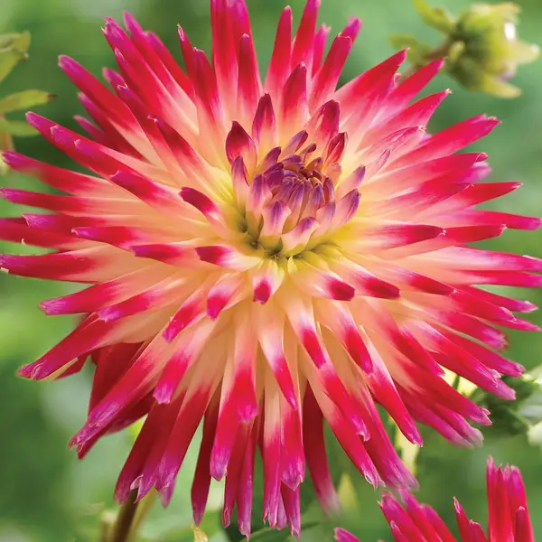 Dahlia, Idyllic Dreamer & Navigate the Streets - Grand