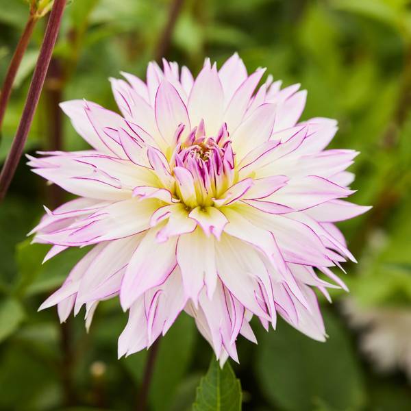 Longfield Gardens Dahlia Crazy Love - 32200622 | Blain's Farm & Fleet