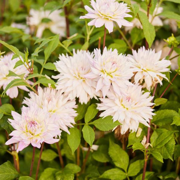 Longfield Gardens Dahlia Crazy Love - 32200622 | Blain's Farm & Fleet