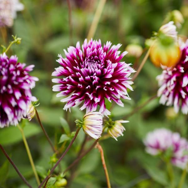 Longfield Gardens Dahlia Alauna Clair-Obscur - 32200623 | Blain's