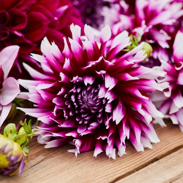 Longfield Gardens Dahlia Alauna Clair-Obscur - 32200623 | Blain's