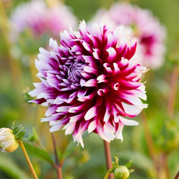 フラワー Longfield Gardens Dahlia Alauna Clair-Obscur - 32200623 | Blain's