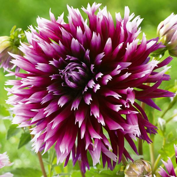 Photo of Dahlia Alauna Clair-Obscur