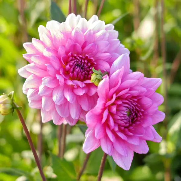 Ｄahlia☆ SidehillCindyDahlia-