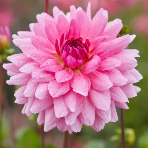 Longfield Gardens Dahlia Rosella - 32200624 | Blain's Farm & Fleet