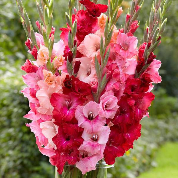 Photo of Gladioli Blushing Pink Mix