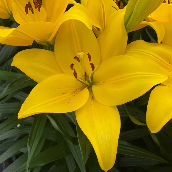 Lilium♡ vigoro-perennials-8271-64_1000.jpg