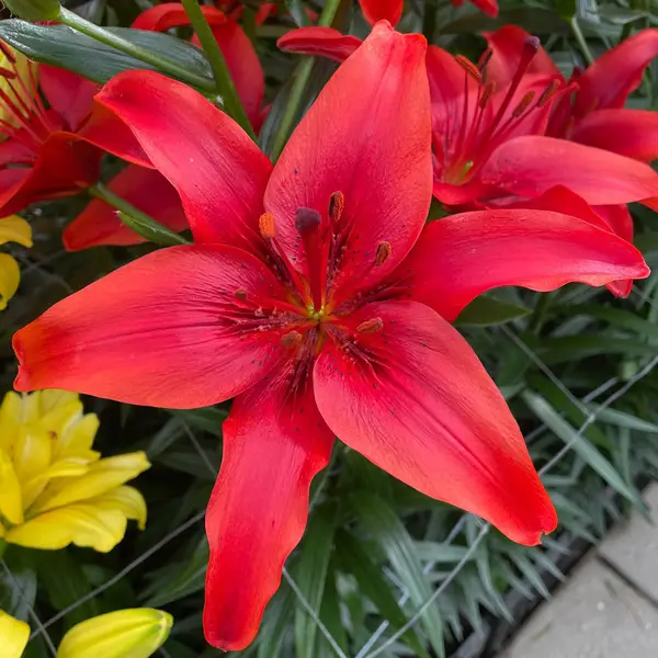 Longfield Gardens Lilium Sunset Mix - 32200626 | Blain's Farm & Fleet